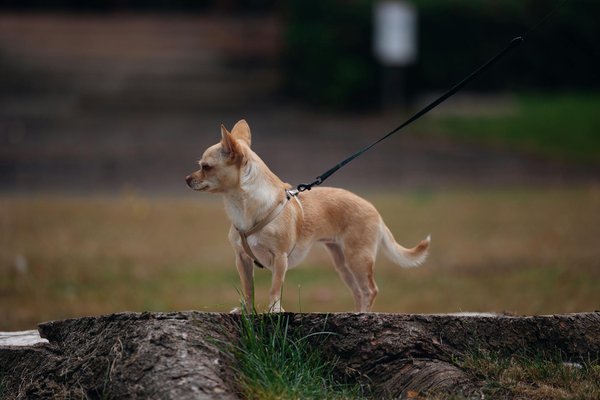 How to identify depression symptoms in your cat: key warning signs