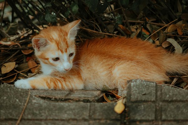 How Does Having a Pet Improve Family Dynamics?